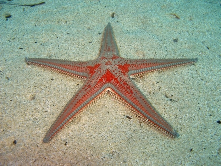 Astropecten aranciacus (Linnaeus, 1758)